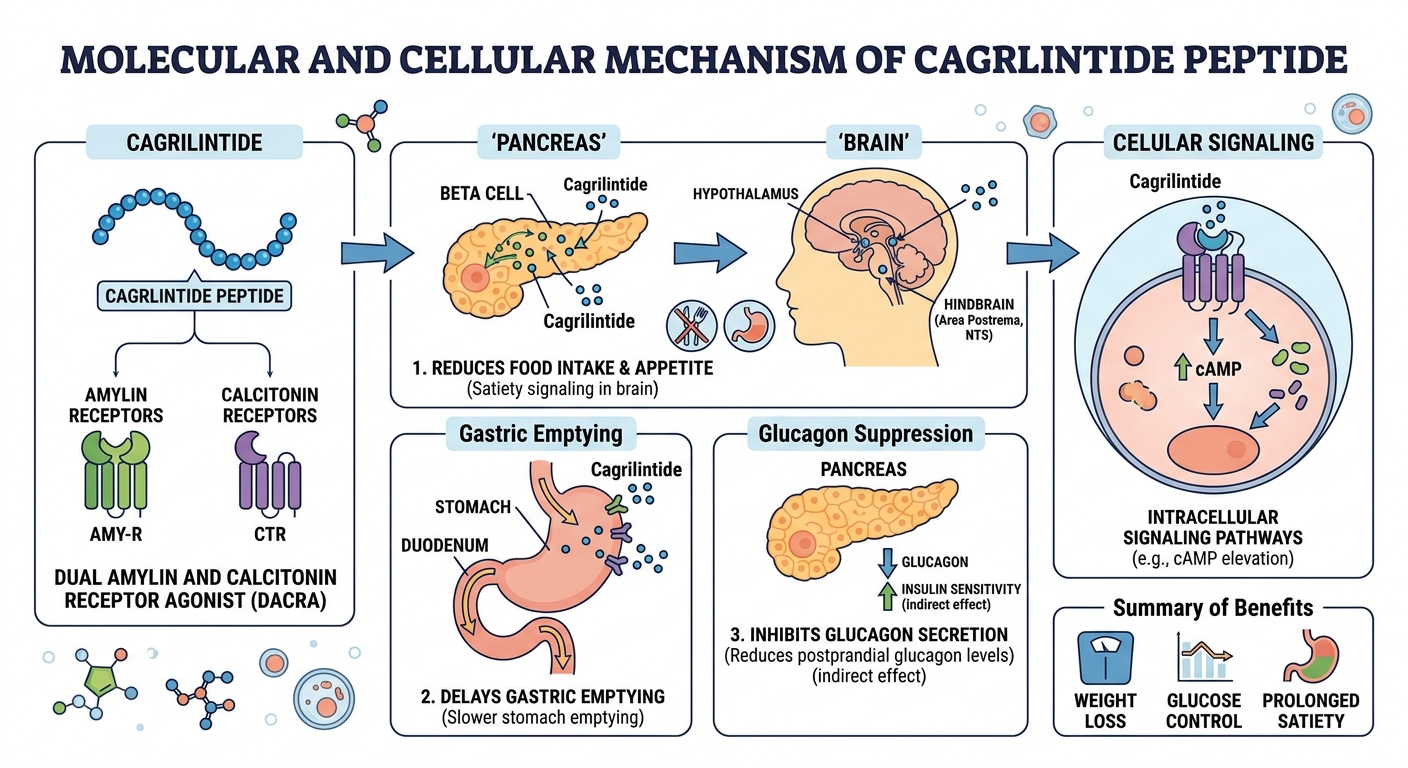 Cagrilintide Model