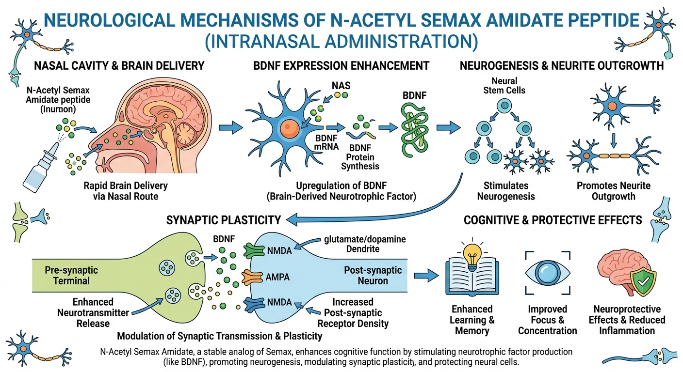 N-Acetyl Semax Amidate Neurological Bonding Concept
