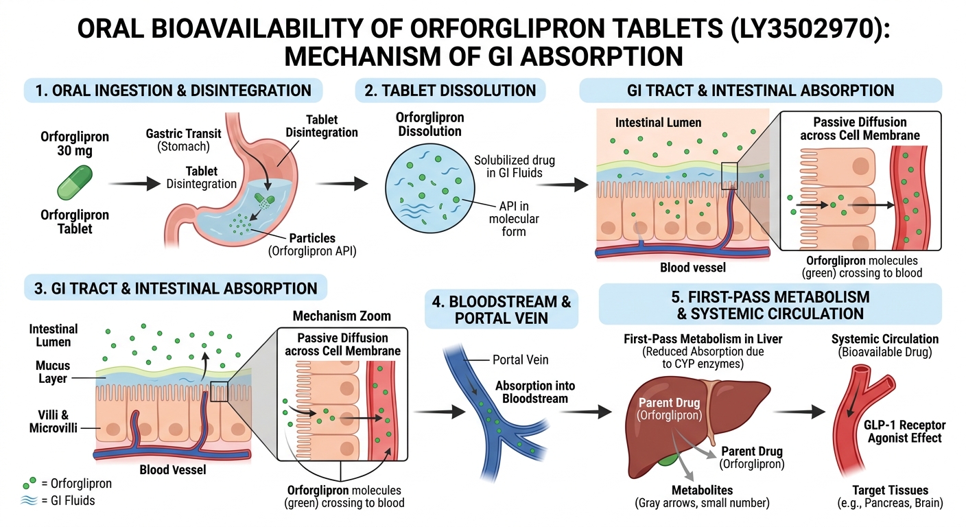 Orforglipron Tablets Oral Absorption